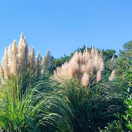 Casa Alegra Bliznatsi